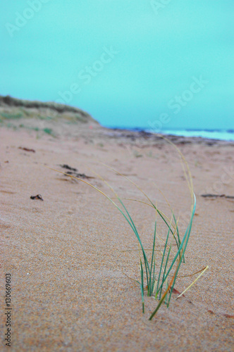 Marrram grass starting to colonise the top of a beach. photo