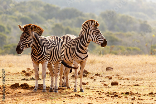 Burchell s Zebras standing guard