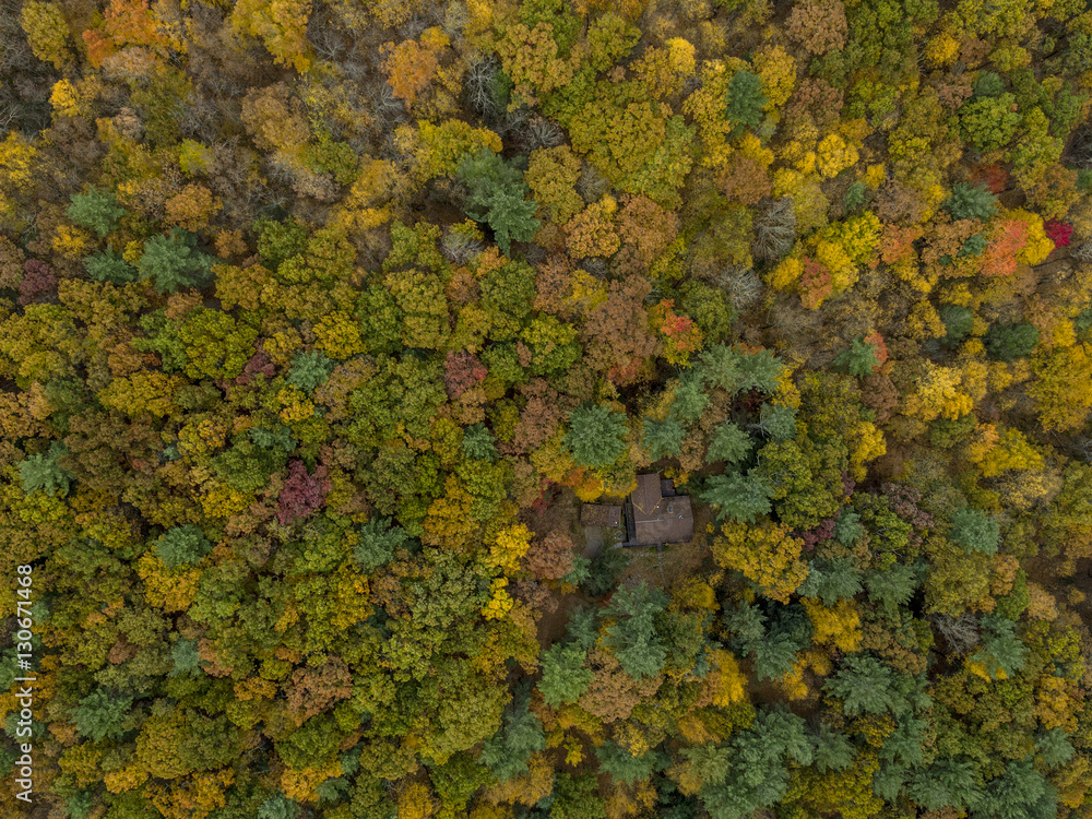 Forest with cabin, aerial view Forest with cabin, aerial view
