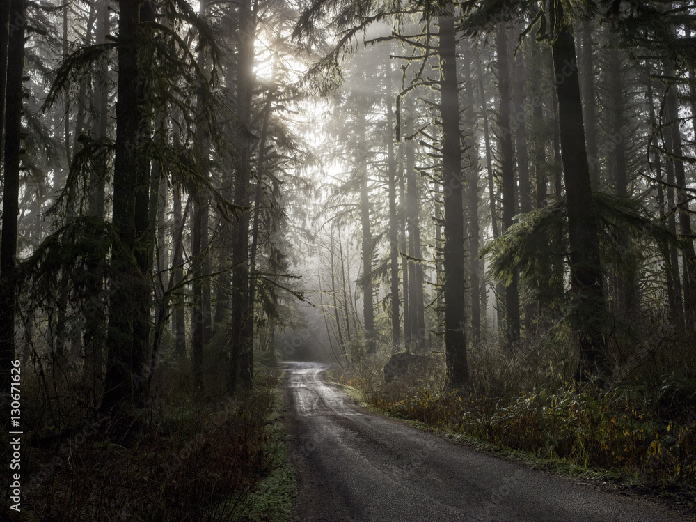 Empty rural road through forest Empty rural road through forest
