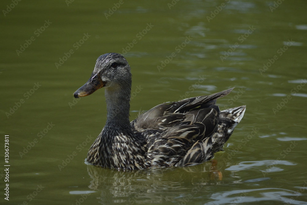 Lake Duck Lake Duck