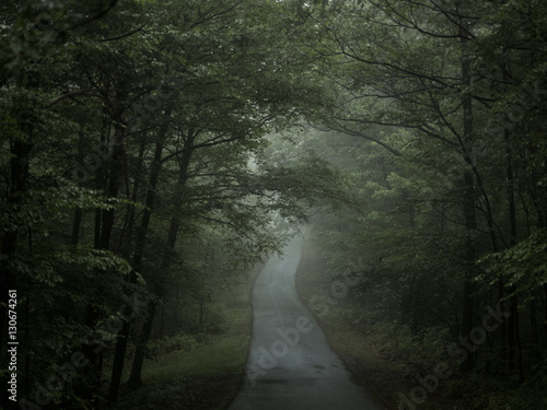Road through misty forest photo