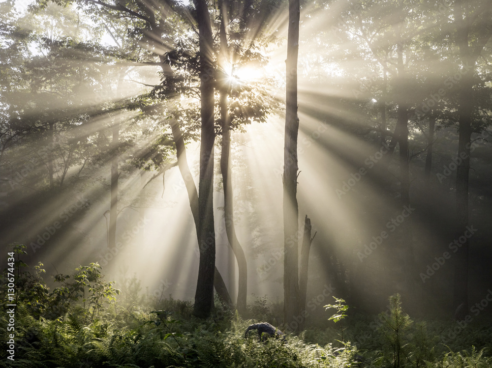 Sunlight shining through trees in misty forest Stock Photo | Adobe Stock