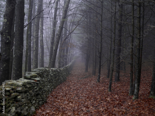 Misty view of bare trees by a dry stone wall in a bed of leaves