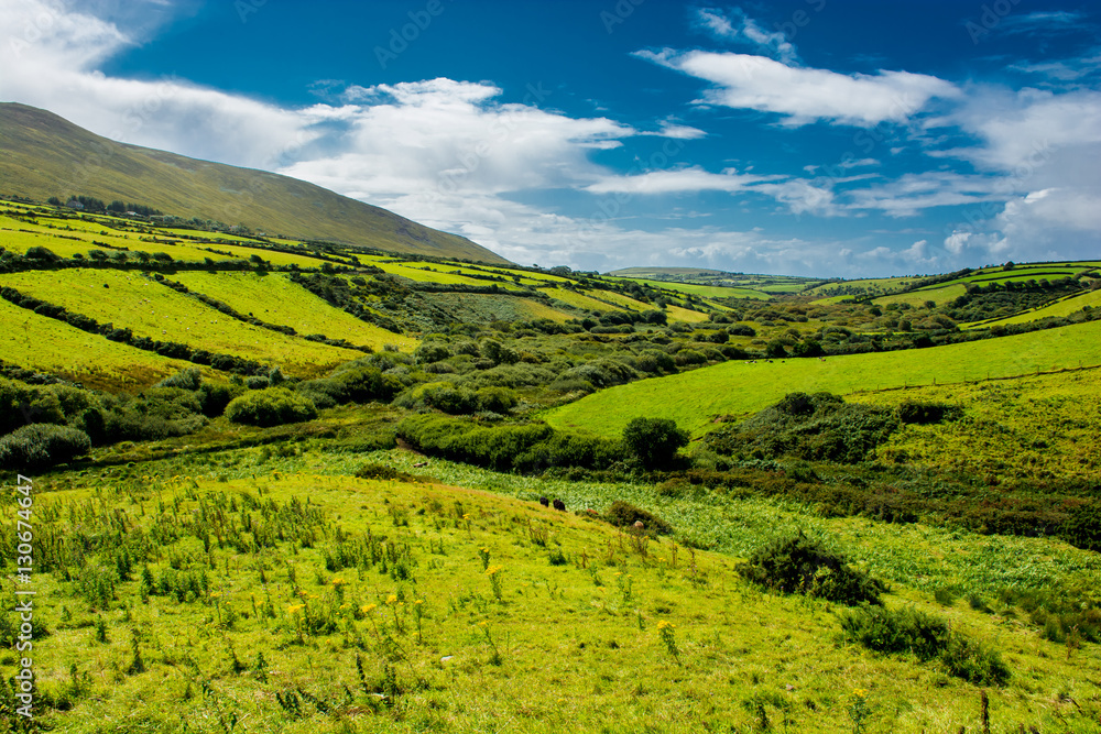 Landschaft mit Weiden in Irland 