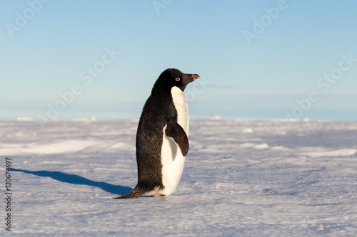 Side view of lone Adelie penguin