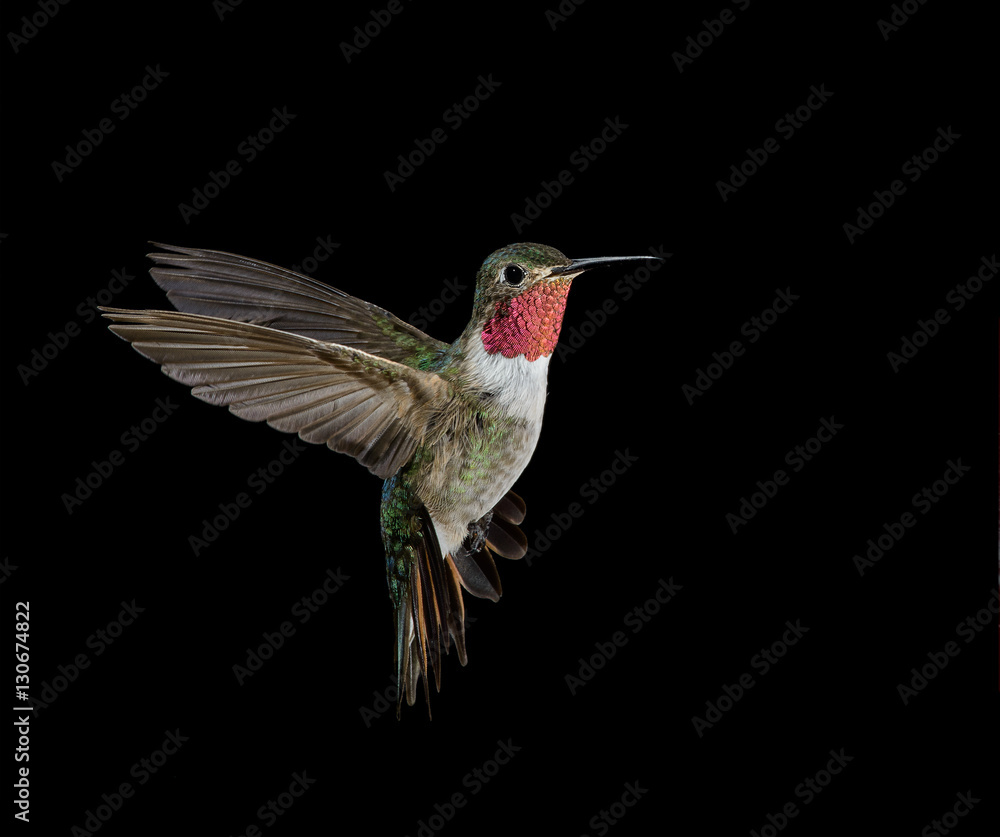 Fototapeta premium Broad-tailed Hummingbird male