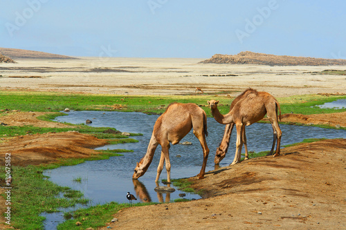 Wielbłądy dromadery u wodopoju na pustyni w Dżibuti photo