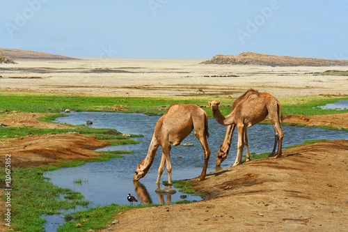 Naklejka na ścianę Wielbłądy dromadery u wodopoju na pustyni w Dżibuti