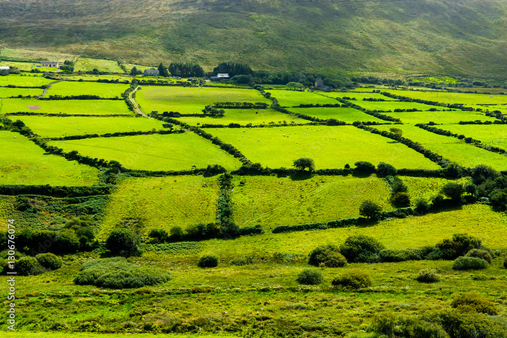 Landschaft mit Weiden in Irland 