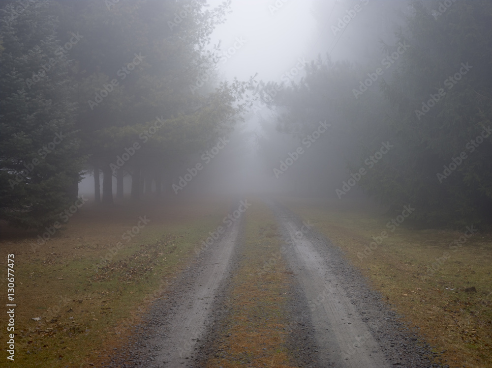 Pathway through trees, in mist Pathway through trees, in mist