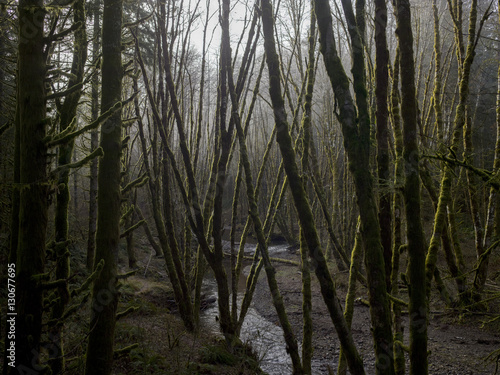 Trees and stream 
