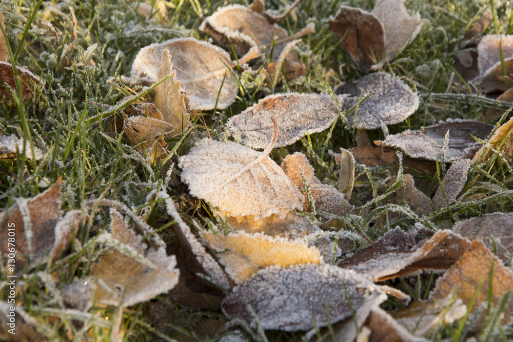 Fallen oak, beech and birch leaves hoarfrost covered – sunny d Fallen oak, beech and birch leaves hoarfrost covered – sunny d