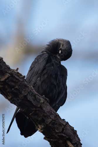 Western Jackdaw, Corvus monedula