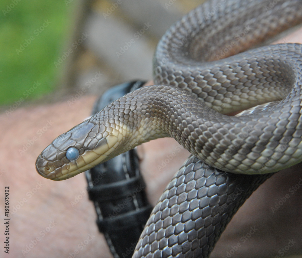 Fototapeta premium Große Äskulapnatter in der Hand, kurz vor der Häutung, Neckartal, Hessen, Deutschland