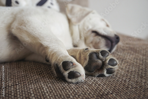 müder kleiner labrador retriever hund schläft mit kleinen pfoten gestreckt