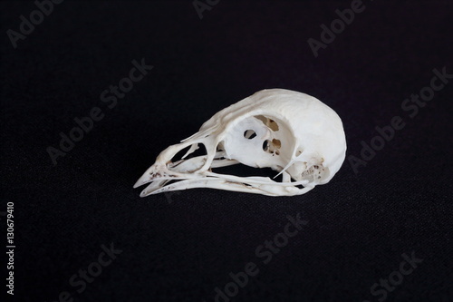 Quail bird skull isolated on black