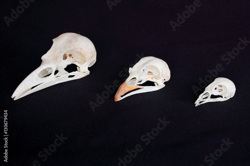 Three bird skulls isolated on black background
