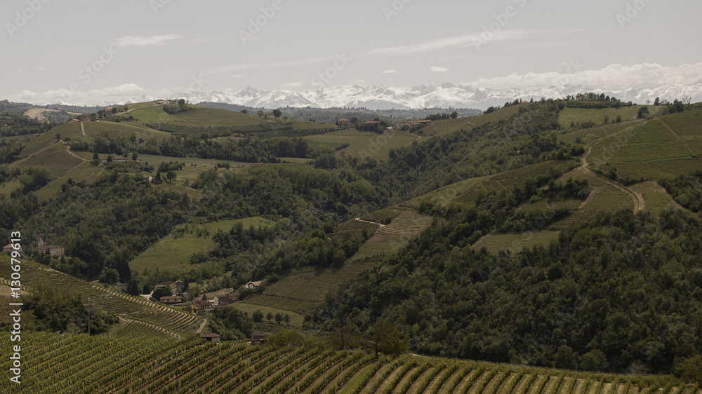 Piedmont, Italy: vineyards panoramas with alps in the distance