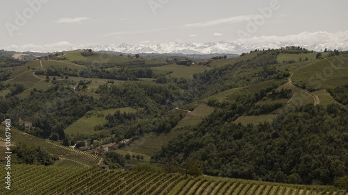 Piedmont, Italy: vineyards panoramas with alps in the distance