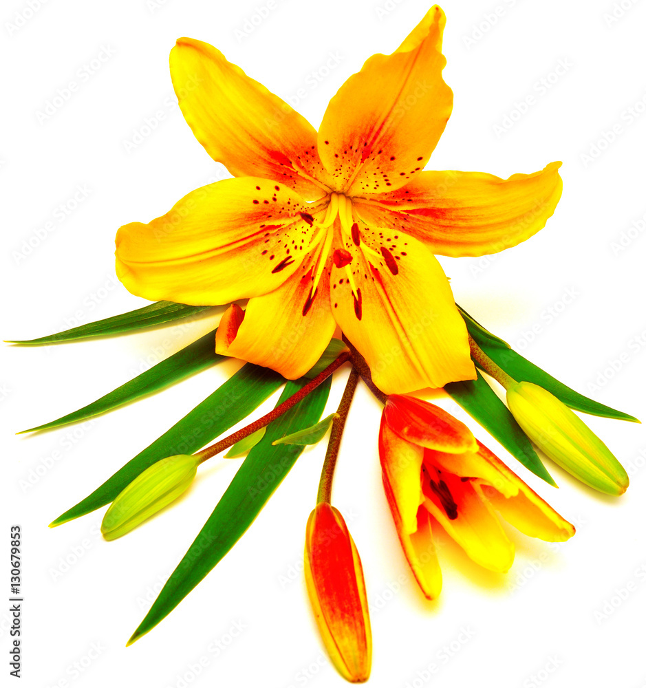 Yellow lily with buds isolated on a white background. Flowers re