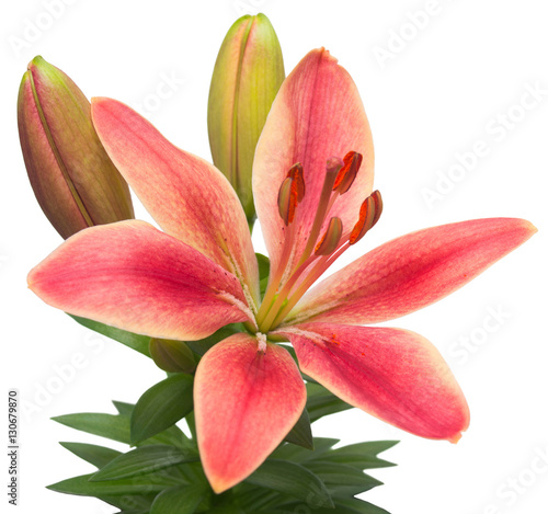 Asian bedroom lily isolated on white background. Flowers card. F
