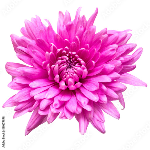 Light pink chrysanthemum flower