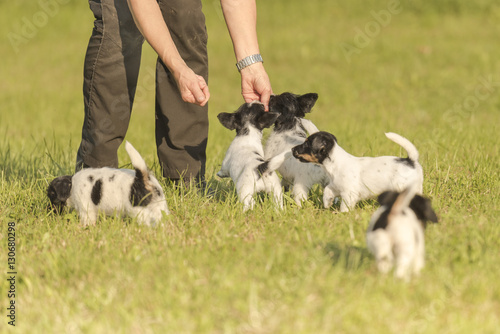 jack russell puppys - 7,5 weeks old - little dogs play in the meadow