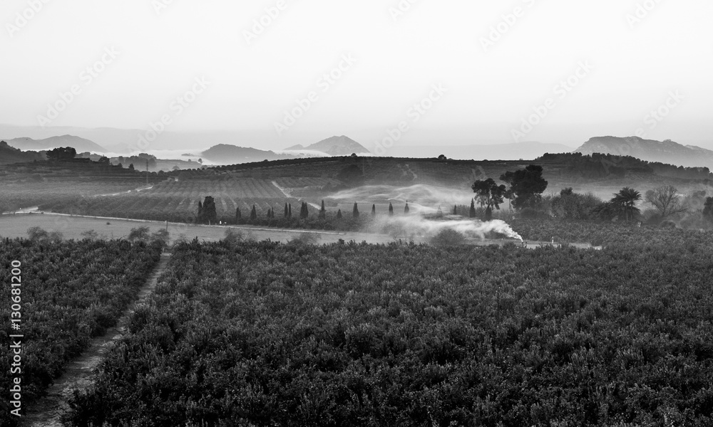 A black and white fruit garden with smoke and hills in the distance