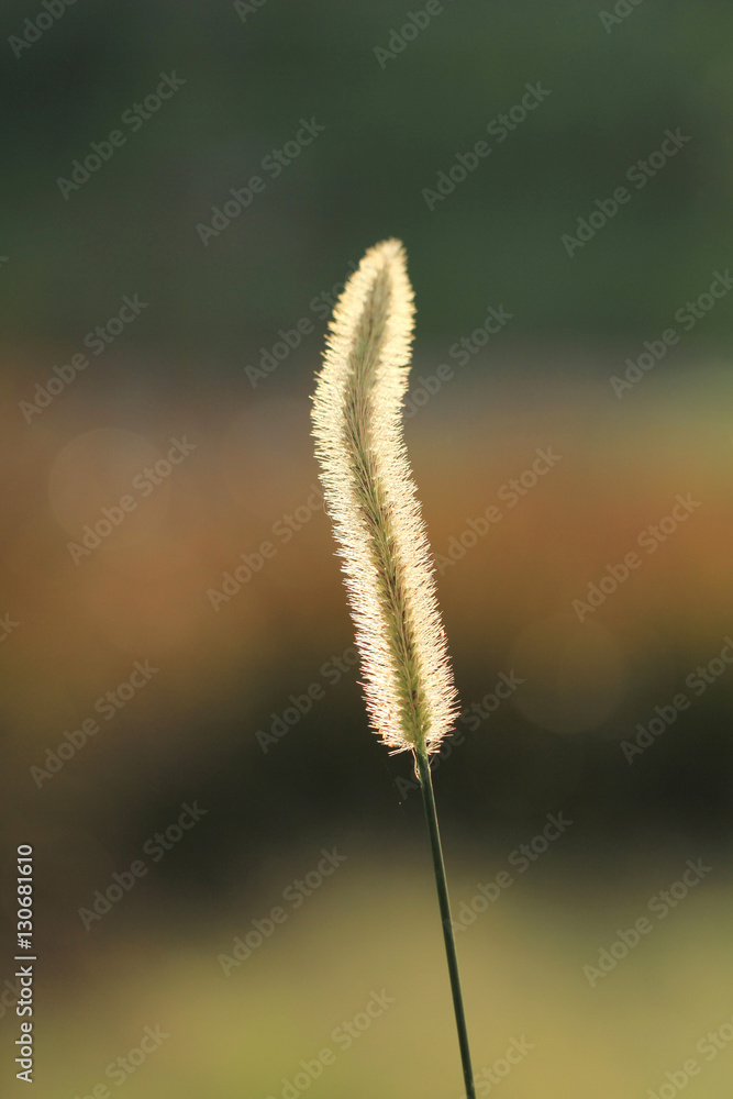 Gramineae flower or Pennisetum setosum
