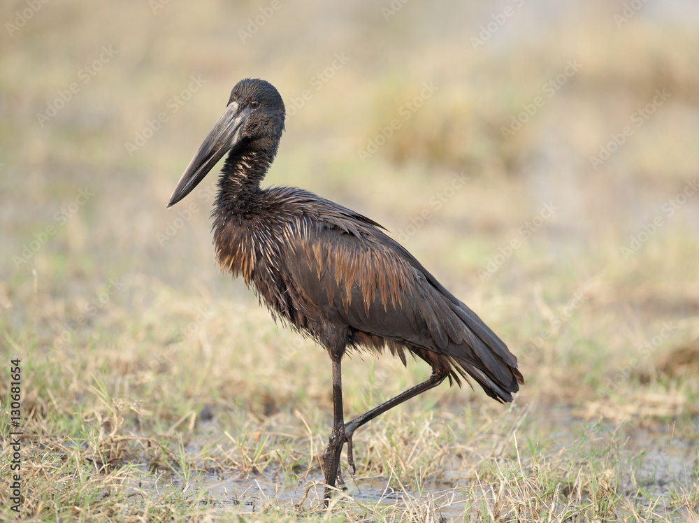 Fototapeta premium Open billed stork.