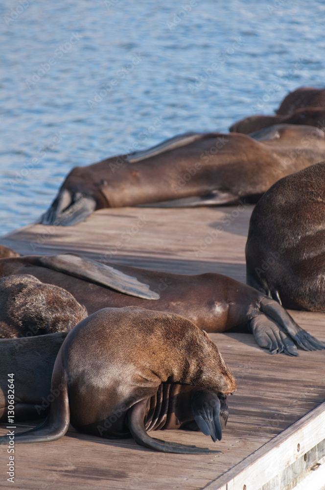 Fototapeta premium Sea lions sleeping in a wooden jetty in cape town, South africa