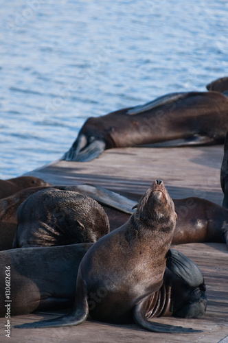 Sea lions sleeping in a wooden jetty in cape town, South africa
