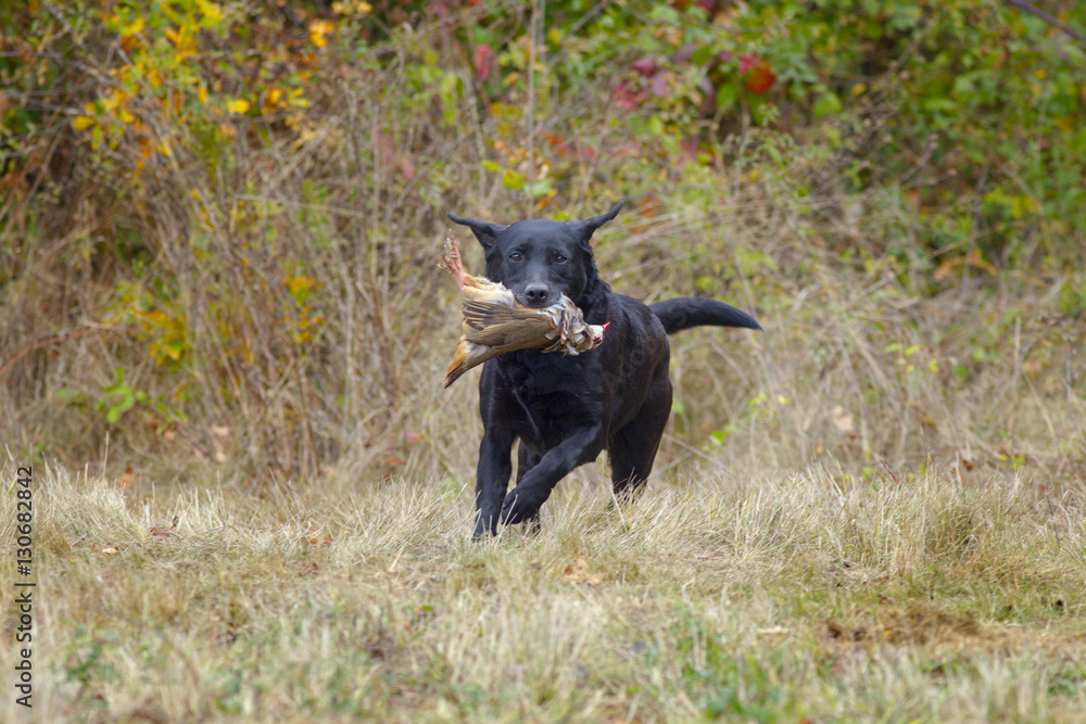 Black Labrador retrieving partridge on shoot mid November Black Labrador retrieving partridge on shoot mid November
