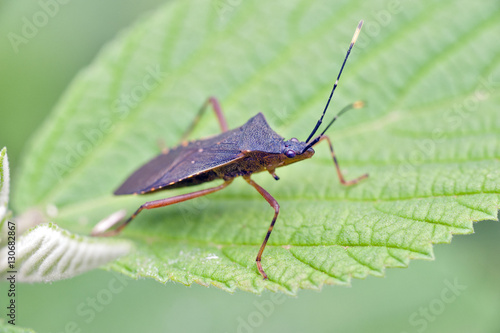 Bug sighted in remnants of Atlantic Rainforest photo