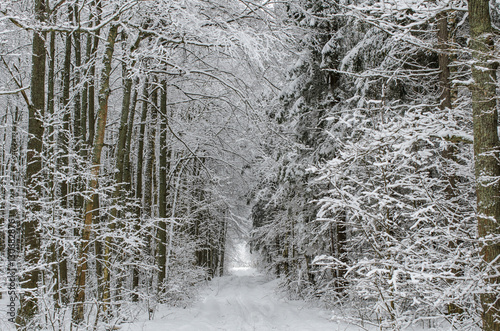Winter forest road landscape. Beautiful natural background with snow covered trees