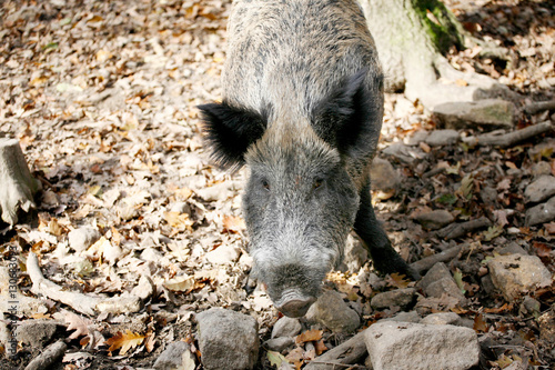 Wild pig in the forest