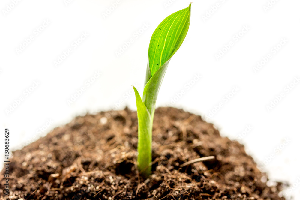 Concept birth of idea- sprout from soil on white background Concept birth of idea- sprout from soil on white background