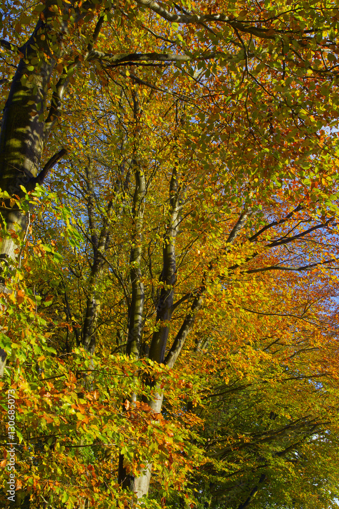 Beech Fagus sylvatica Autumn Leaves