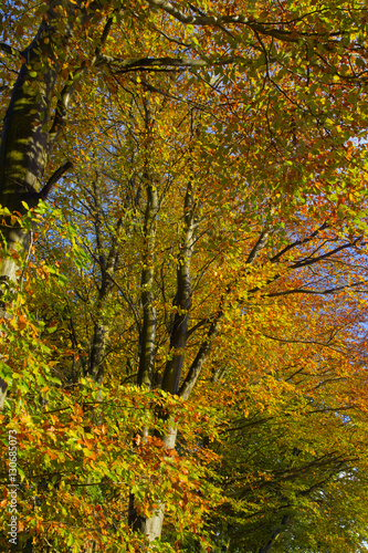 Beech Fagus sylvatica Autumn Leaves © Ernie