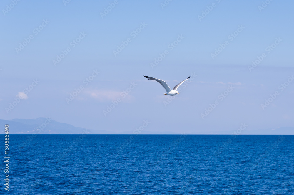 Seagull flying over Aegean sea with greek islands in background, somewhere in Greece