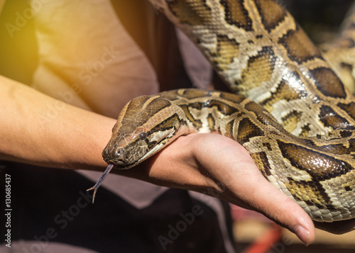 python bivittatus or burmese python holding in the hand the young