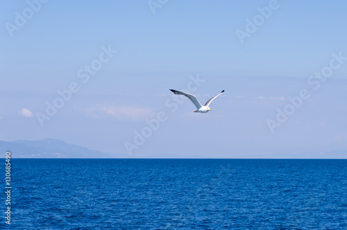 Seagull flying over Aegean sea with greek islands in background, somewhere in Greece