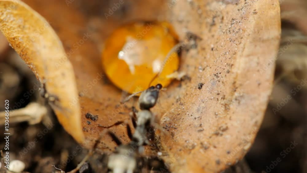 extreme closeup of ants