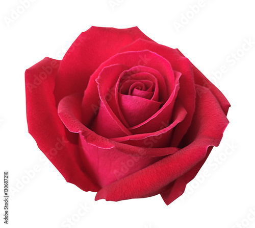 Fototapeta Naklejka Na Ścianę i Meble -  Red rose isolated on white background, soft focus and clipping p