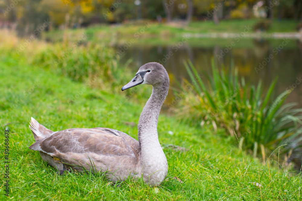 Swan lying on the grass in the Park. Swan lying on the grass in the Park.