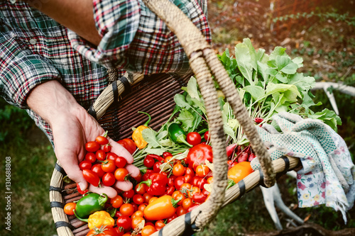 Farmer holding a basket with fresh picked vegetables