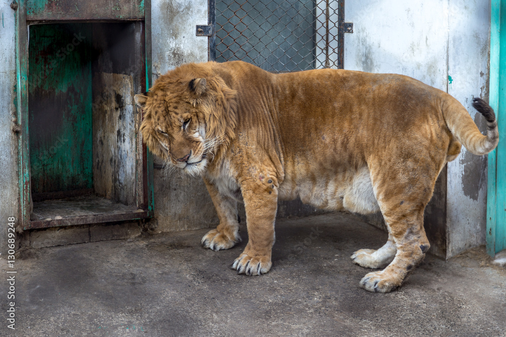 Obraz premium Liger w Harbin w Chinach. Liger jest hybrydą samca lwa i tygrysa płci żeńskiej i istnieje tylko 0,1% szansa, że takie dziecko się urodzi.