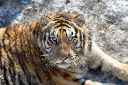 Fototapeta Naklejka Na Ścianę i Meble -  The beautiful look of a Tiger behind the fence in harbin, China
