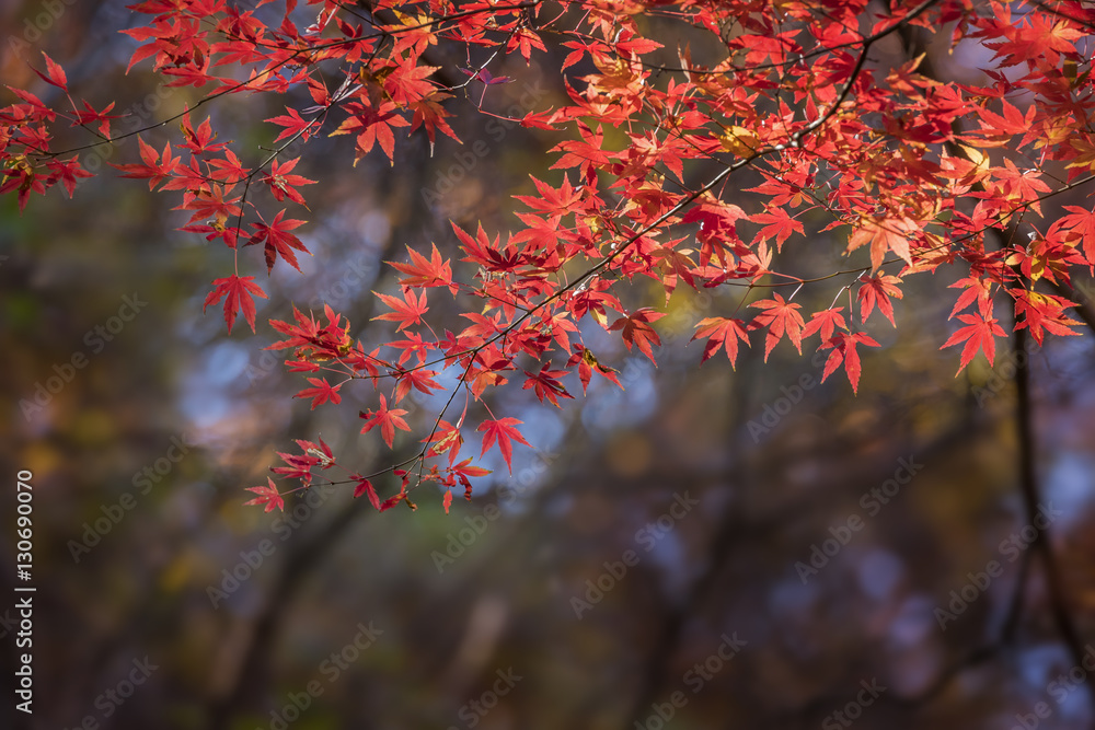 紅葉 紅葉
